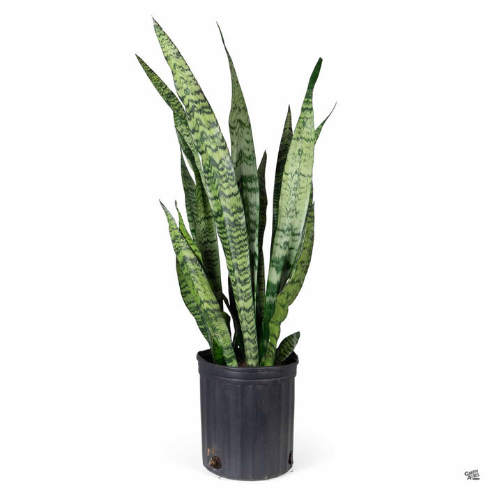 Snake Plant Zeylanica 10 inch
