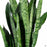 Snake Plant Zeylanica