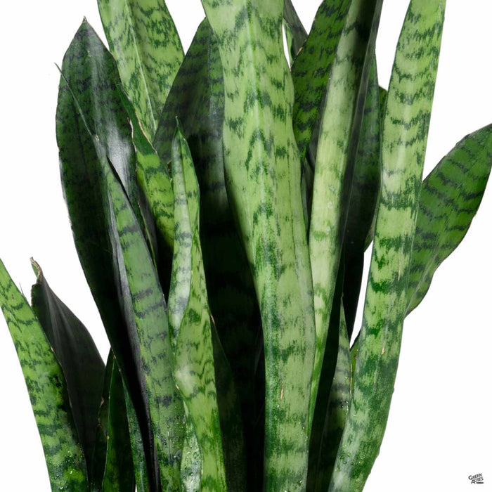 zulu snake plant Snake Plant 'Zeylanica' — Green Acres Nursery & Supply