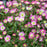 Saxifrage Pink