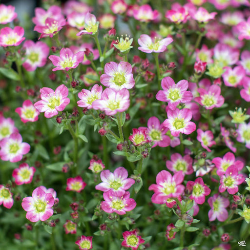 Saxifrage Pink