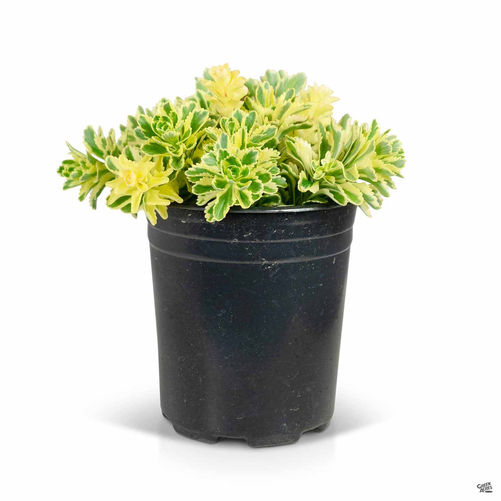 Atlantis® Sedum — Green Acres Nursery & Supply