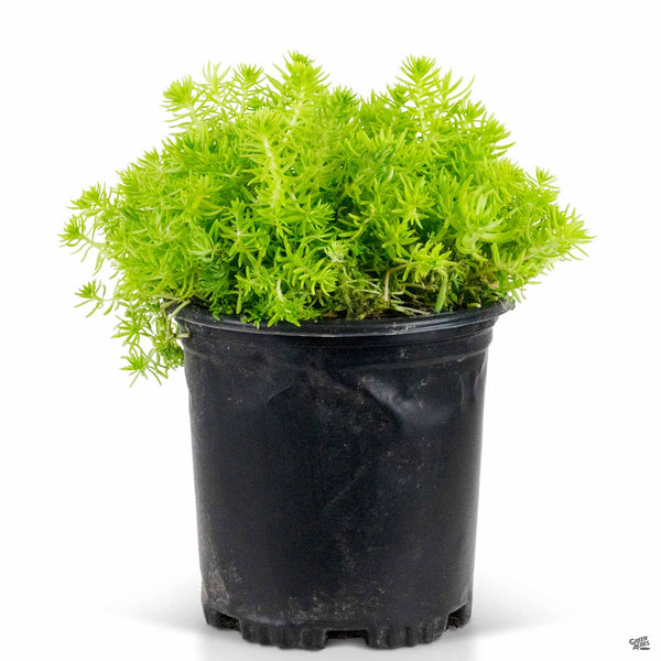 lemon succulent plant Sedum 'Lemon Ball' — Green Acres Nursery & Supply