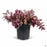 Sunsparkler Cherry Tart Sedum 1 gallon