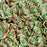 Sedum Sunsparkler Lime Zinger