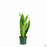 Sansevieria trifasciata Laurentii Snake Plant 4 inch