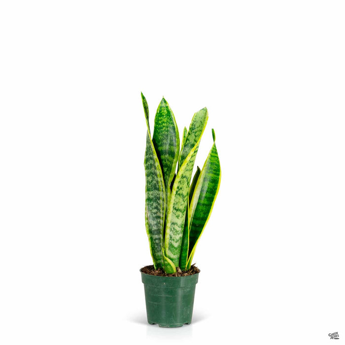 Sansevieria trifasciata Laurentii Snake Plant 4 inch