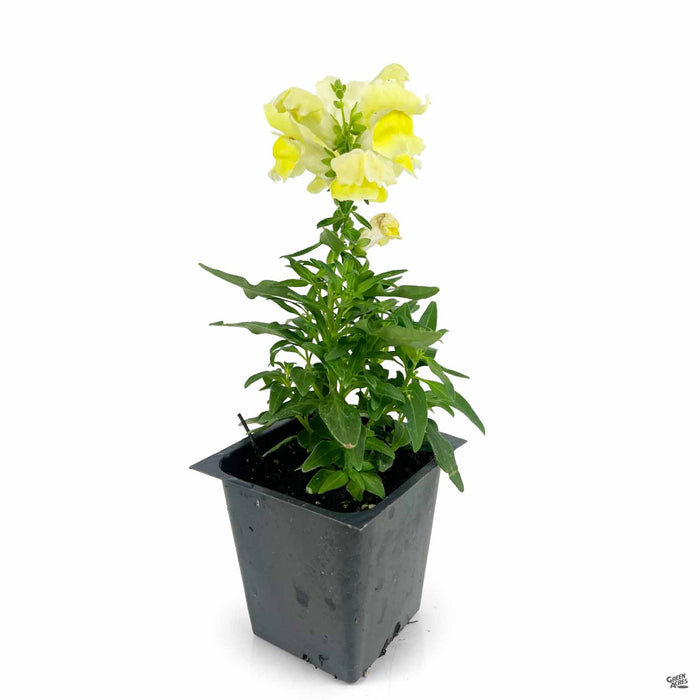 Snapdragon 3.25 inch Yellow