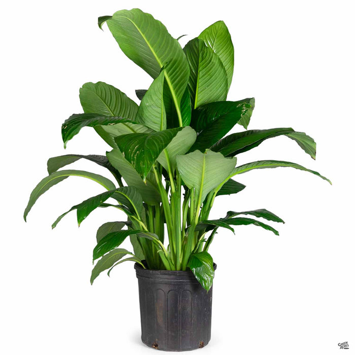 Spathiphyllum (Peace Lily) 10 inch