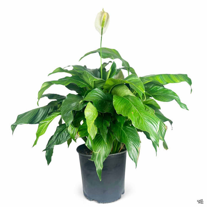 peace lily green Peace Lily — Green Acres Nursery & Supply