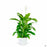 Spathiphyllum (Peace Lily) 8 inch