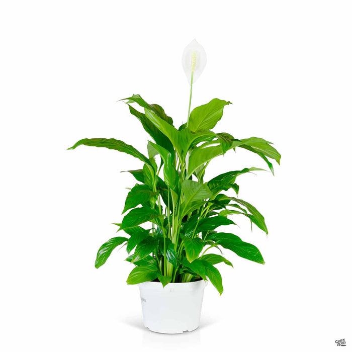 Spathiphyllum (Peace Lily) 8 inch