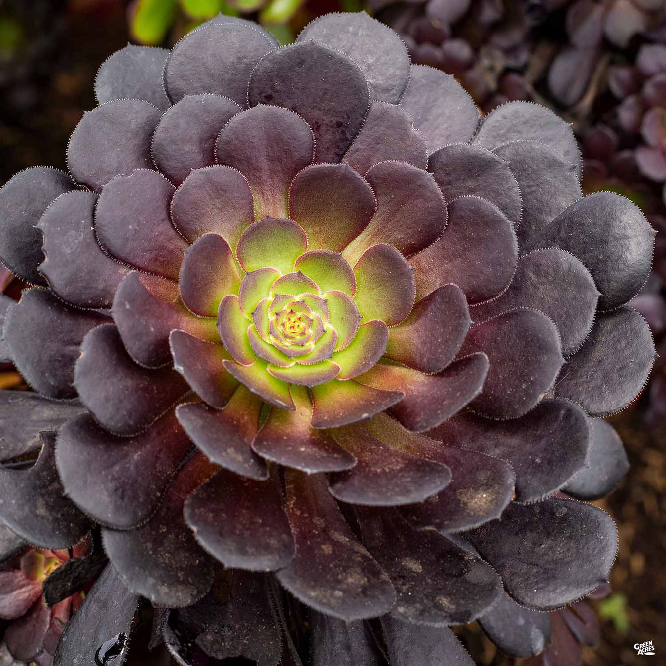 Aeonium