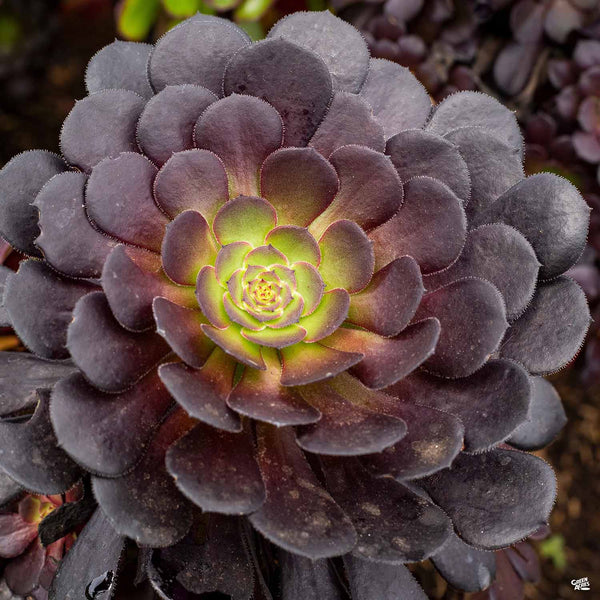 purple aeonium succulent Aeonium 'Zwartkop' — Green Acres Nursery & Supply