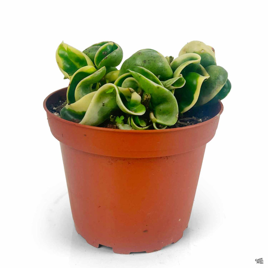 Variegated Hoya Rope — Green Acres Nursery & Supply