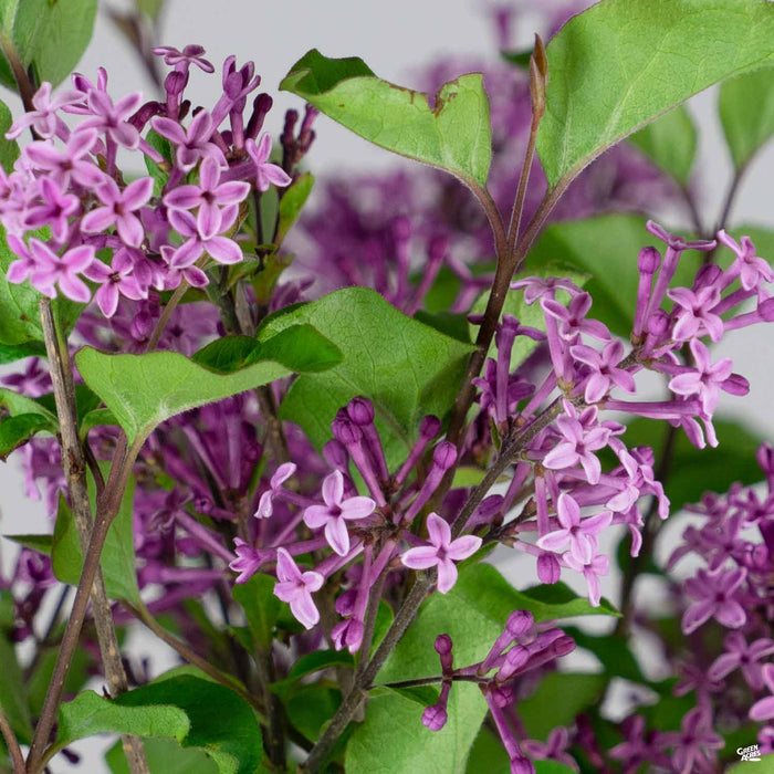 Bloomerang Dark Purple Reblooming Lilac