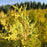 Janed Gold Thuja