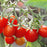Tomato Husky Cherry Red