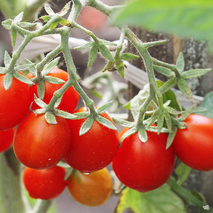 Tomato Husky Cherry Red