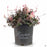 Snow-N-Summer Asiatic Jasmine 1 gallon