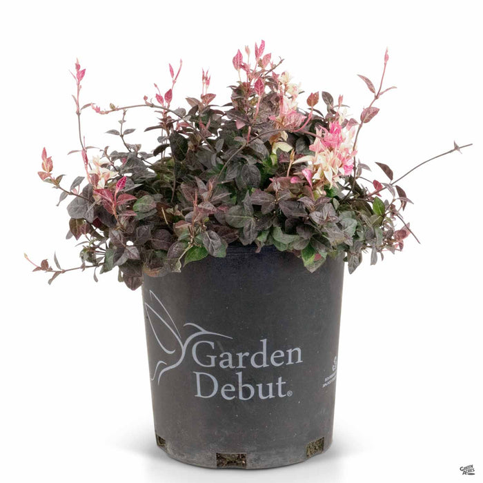 Snow-N-Summer Asiatic Jasmine 1 gallon