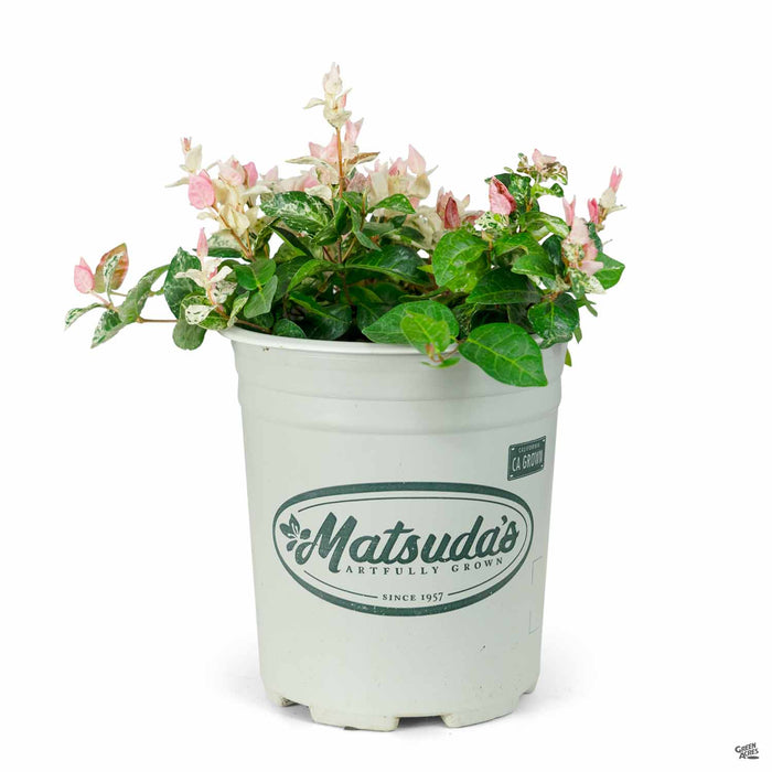 asian jasmine plant indoors Asian Jasmine 'Tricolor' — Green Acres Nursery & Supply