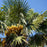 Trachycarpus fortunei