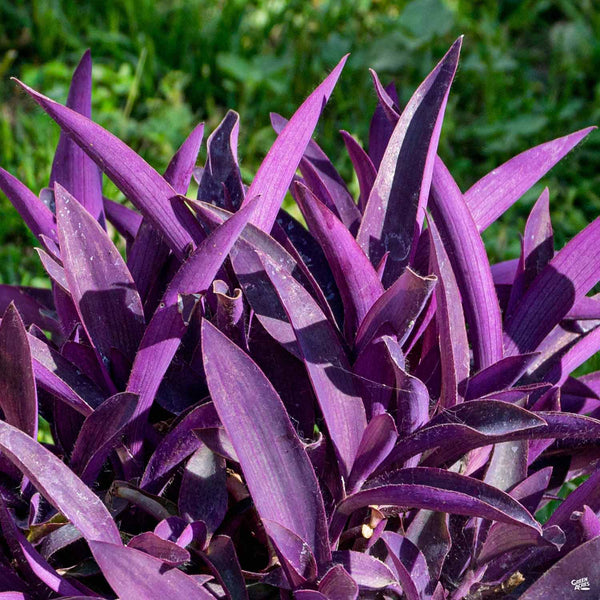 purple palm like plant Purple Heart — Green Acres Nursery & Supply