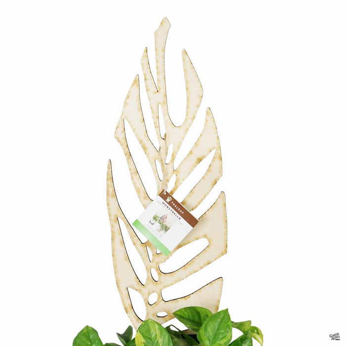 Monstrella Plant Support