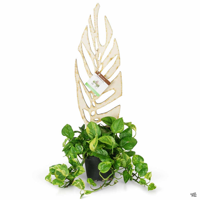 Monstrella Plant Support