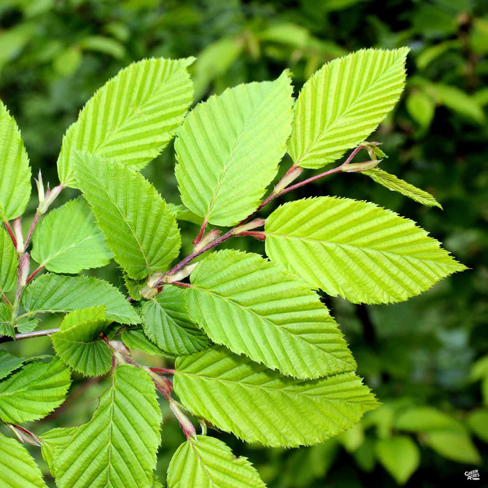 Cedar Elm