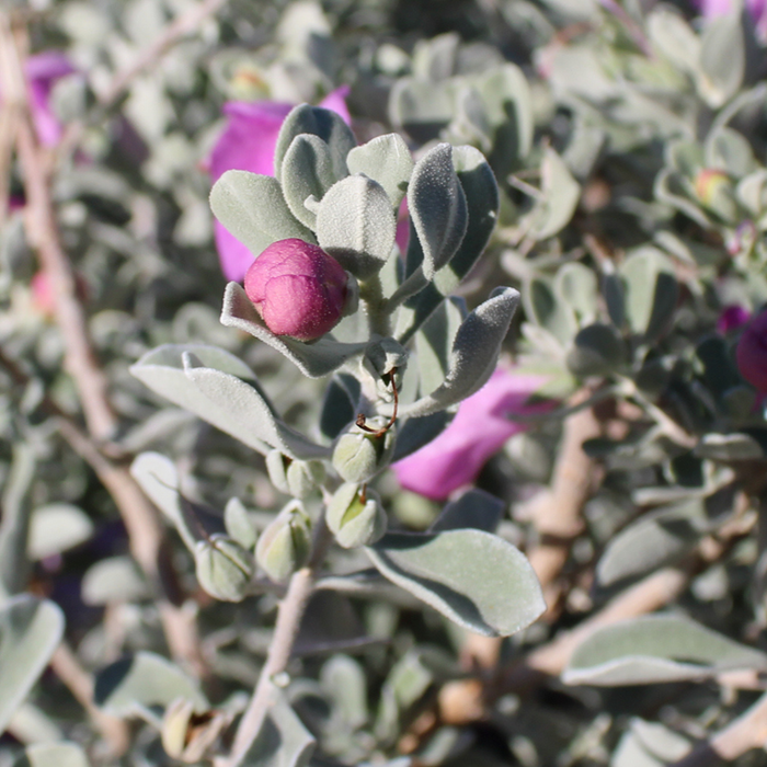 Texas Ranger 'Silver Dream'