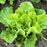 Green Romaine Lettuce plant