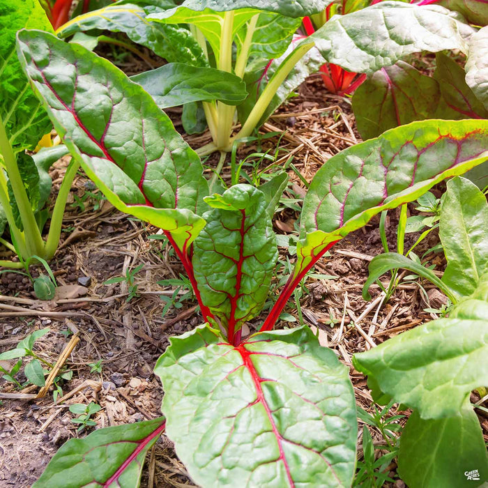 Swiss Chard 'Bright Lights' — Green Acres Nursery & Supply
