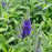 Blue Speedwell