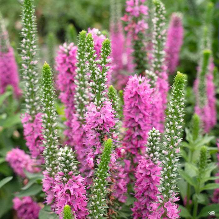 Rose Speedwell