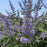 Texas Lilac Montrose Purple