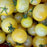 Wild Boar Farms Tomatoes Napa Chardonnay