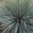 Yucca Silver Select
