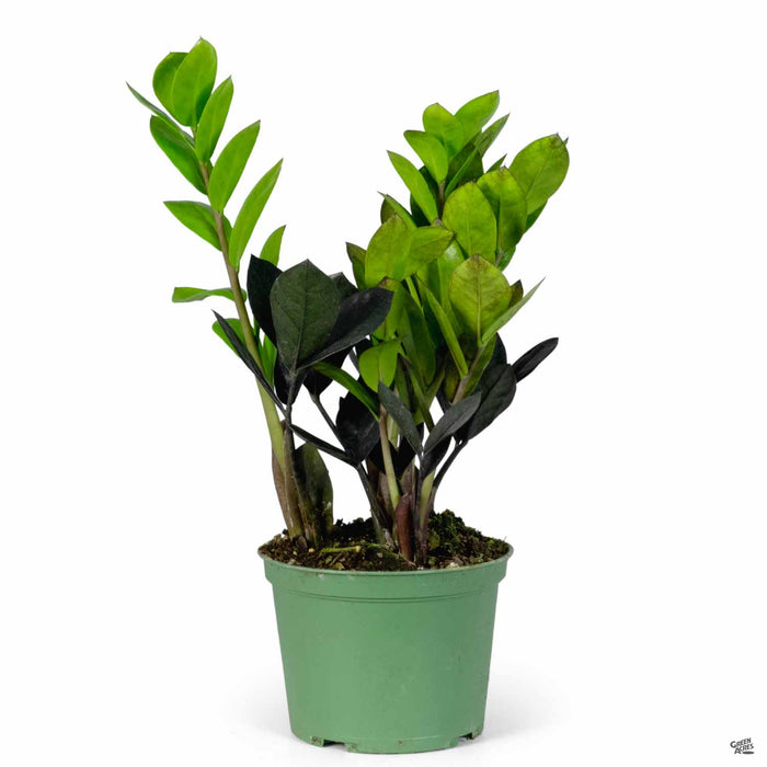 zz plant purple ZZ Plant 'Oscura' — Green Acres Nursery & Supply