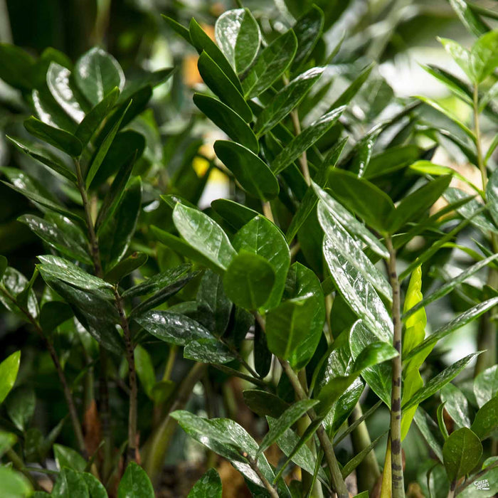 young zz plant ZZ Plant — Green Acres Nursery & Supply