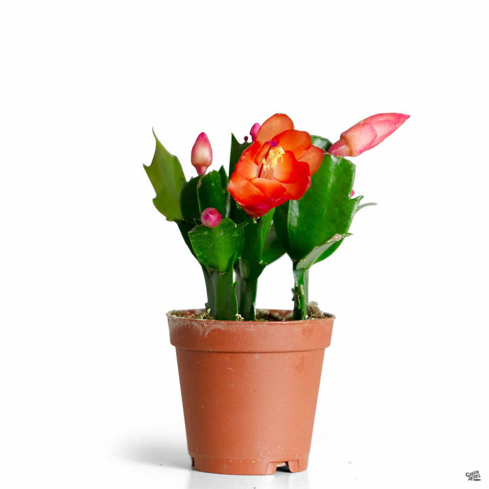 christmas potted plants for sale Holiday Cactus — Green Acres Nursery & Supply