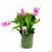 Christmas Cactus 4 inch Pink