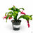 Christmas Cactus 4 inch Red