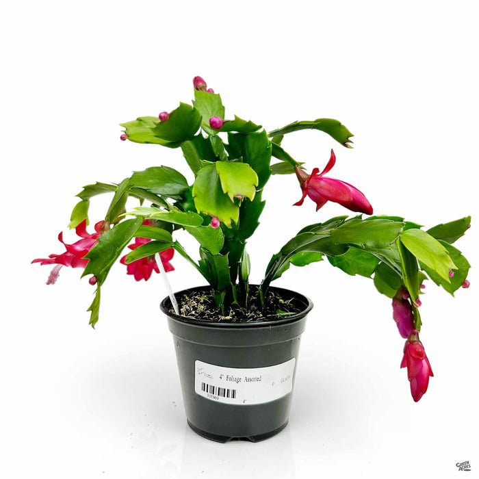 Christmas Cactus 4 inch Red