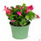 Christmas Cactus 6 inch Pink Red