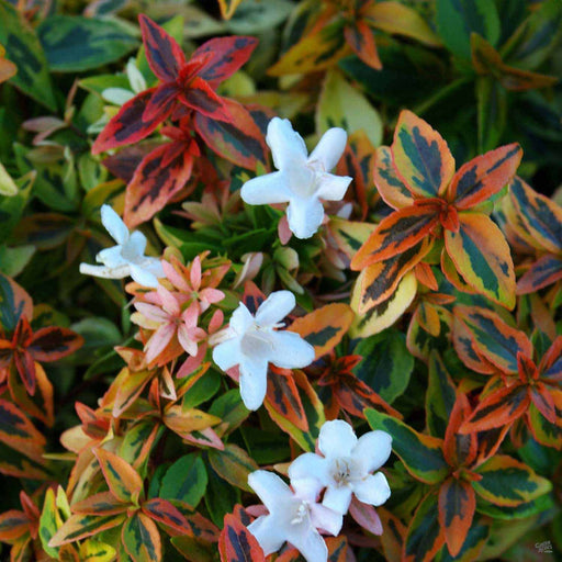 kaleidoscope rose seeds Abelia 'Kaleidoscope' — Green Acres Nursery & Supply