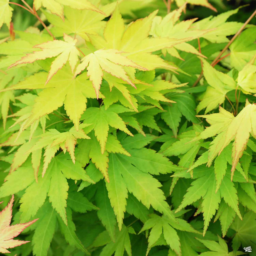 Japanese Maple Standard Trunk — Green Acres Nursery & Supply