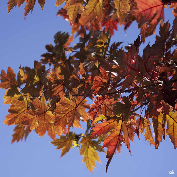 Red Maple 'Autumn Blaze' in Fall Colors