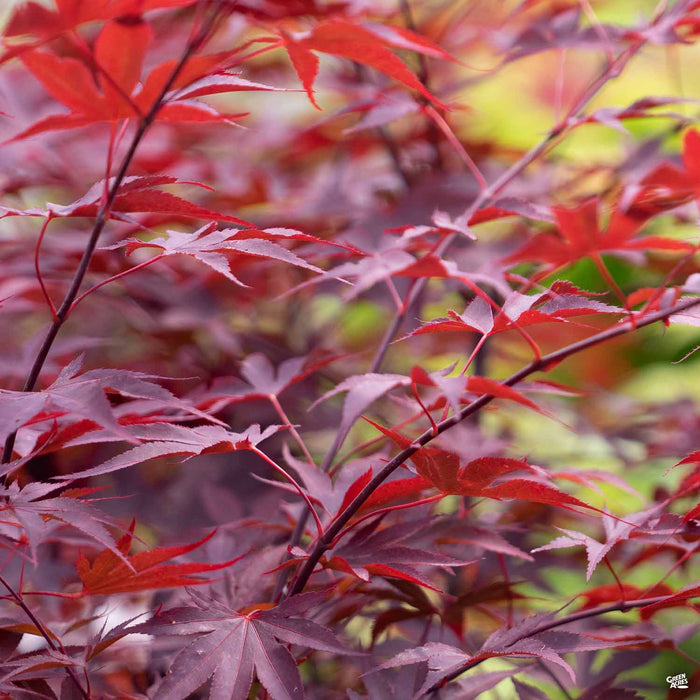 Buy Acer palmatum 'Fireglow' Japanese Maple — Mr Maple │ Buy Japanese Maple  Trees